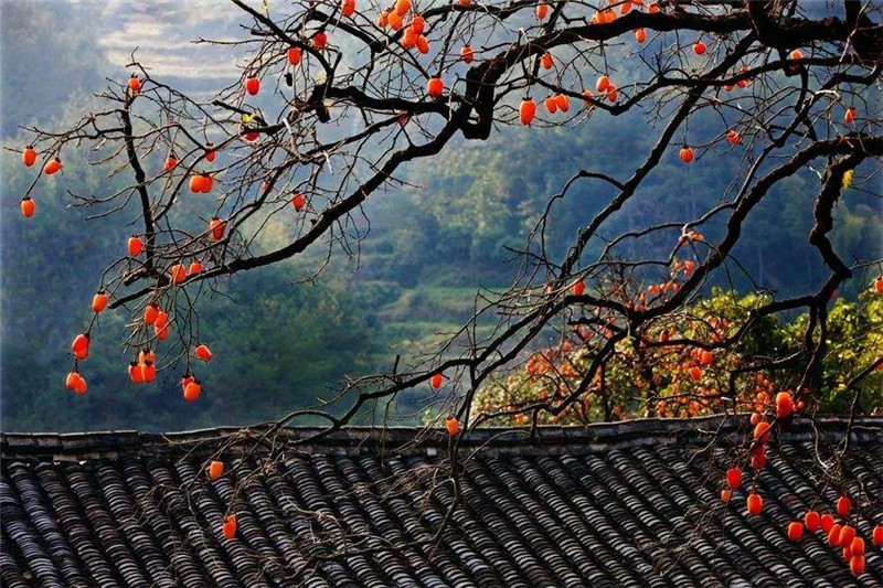 爱体育官方网站集成墙面