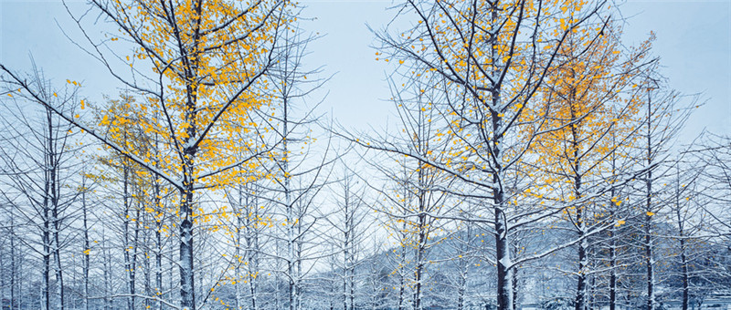 摄图网_500745100_wx_雪中银杏树（非企业商用）.jpg